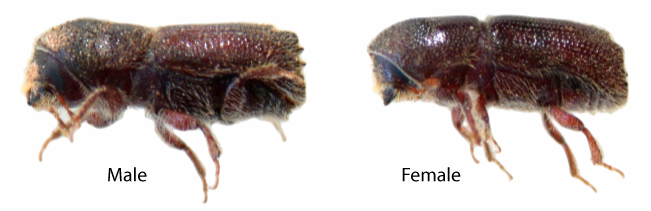 Male and female engraver Beetle